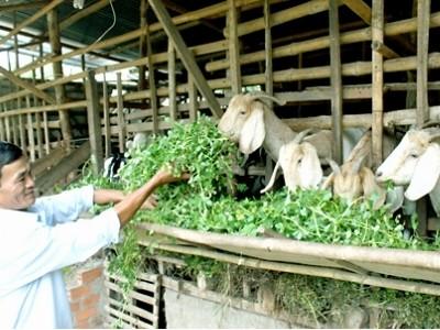 Trồng cỏ, nuôi dê trong vườn tiêu sạch