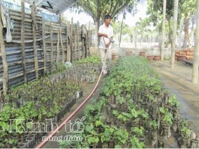 Người bị nho ám ảnh