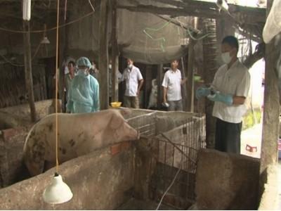Nguy cơ tái phát bệnh tai xanh trên đàn lợn