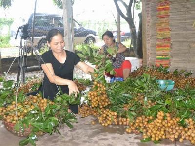 Nhãn muộn đã đến Mỹ