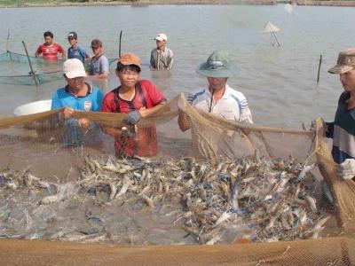 Liều thuốc vực dậy nghề nuôi