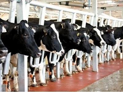 Hai đại gia hợp tác nuôi bò, chế biến sữa, trồng đậu nành
