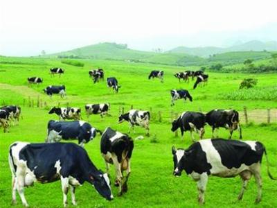 Gần 361 tỷ đồng cho dự án trồng cỏ nuôi bò sữa ở huyện Mê Linh