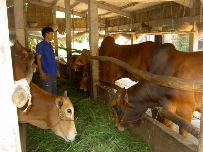Thu nhập cao nhờ nuôi bò vỗ béo