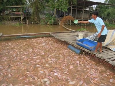 Giá cá điêu hồng nuôi bè tăng