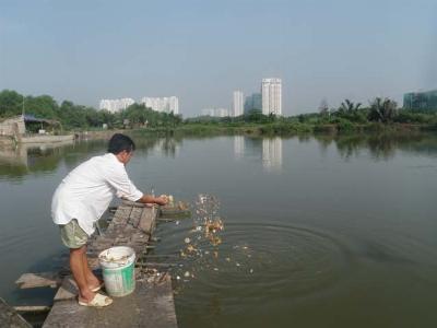 Nuôi cá, trồng lúa chui trên đất quy hoạch