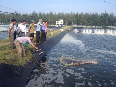 Thăm quan mô hình nuôi tôm áp dụng VietGAP