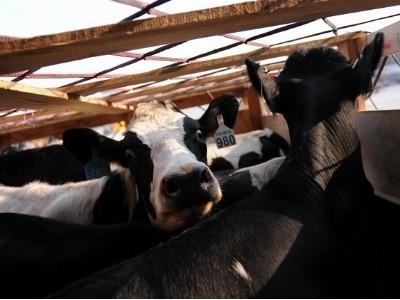 Hợp tác và phát triển sản xuất bò giống bài học của Đan Mạch