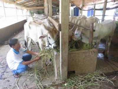 Chủ động phòng dịch bệnh gây hại trên đàn gia súc, gia cầm