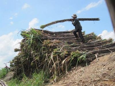 Nông nghiệp Việt Nam sửa mình để đón thời cơ
