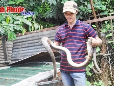 Thành công từ nuôi rắn hổ vện