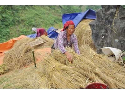 Nông dân vùng cao dự trữ thức ăn cho đàn gia súc