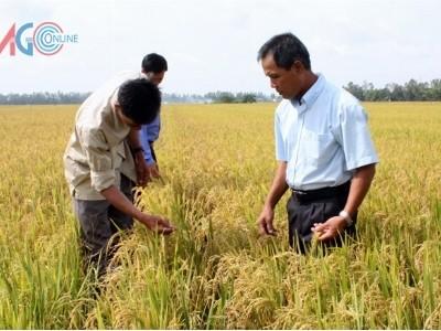 Hành trình quảng bá nhãn hiệu nếp Phú Tân An Giang