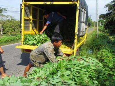 Lễ ký kết hợp tác trong lĩnh vực sản xuất và tiêu thụ khoai mì ở An Giang