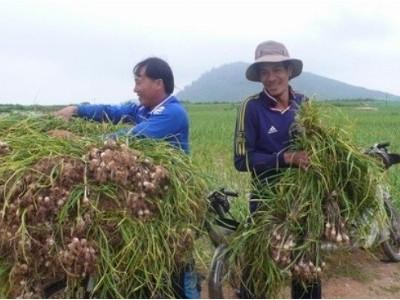 Hành, tỏi Lý Sơn có cần cứu giúp