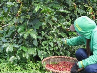 Nỗi niềm càphê Arabica Đà Lạt