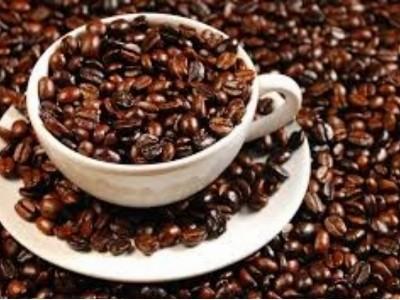 Giá và sản lượng cùng giảm làm khó người trồng cà phê