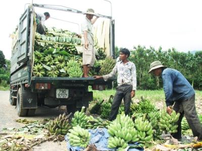 Thí điểm trồng chuối mốc cấy mô