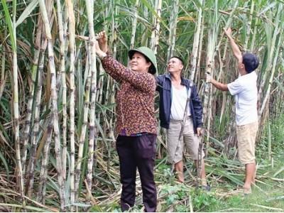 Nông dân góp đất trồng mía theo mô hình cơ giới hóa đồng bộ