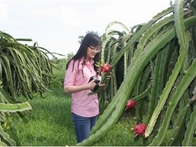 Phân bón Văn Điển cho cây thanh long