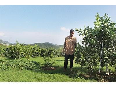 Mô hình trồng xen cây ăn quả với cà phê ở Chiềng Ban Sơn La