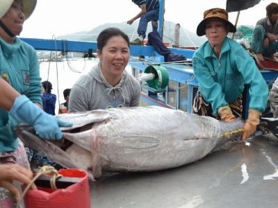 Trúng cá ngừ đại dương cuối vụ