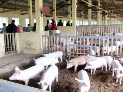 Ứng dụng khoa học công nghệ trong chăn nuôi Hiệu quả kép