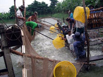 Khuyến cáo một số giải pháp cho vụ nuôi cá tra cuối năm