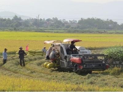 Lúa vụ hè thu năm 2015 mô hình sạ hàng cho năng suất cao