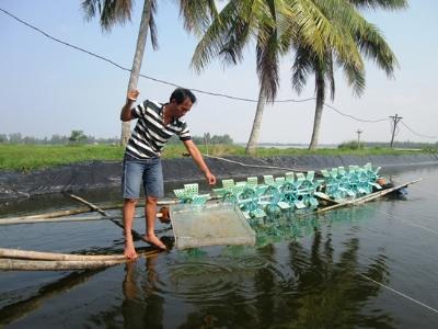 Vụ tôm cuối mất mùa rớt giá