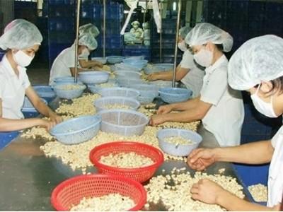 Nhân điều Việt Nam chiếm gần 1/2 giá trị xuất khẩu toàn cầu