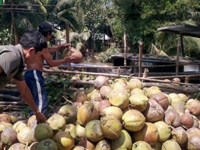 Giá dừa Bến Tre tăng cao kỷ lục