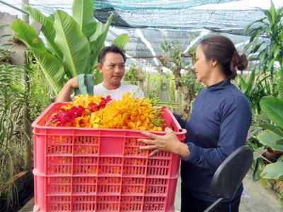 Làm giàu nhờ hoa lan Mokara