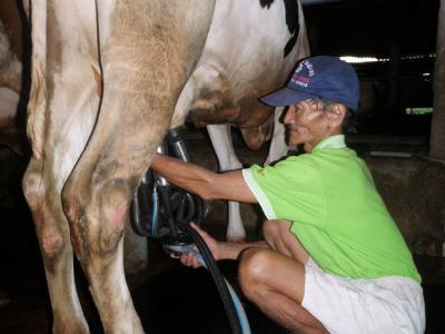 Vắt sức nâng sản lượng sữa bò
