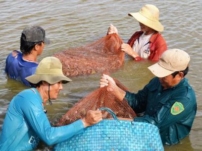 Hai lúa hiến kế thích ứng biến đổi khí hậu