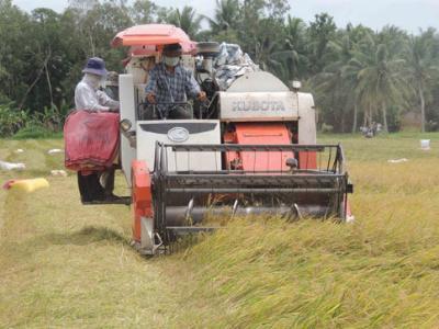 Không tên tuổi, gạo Việt thua đau