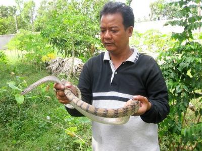 An Giang: Đổi đời từ nuôi rắn thả vườn