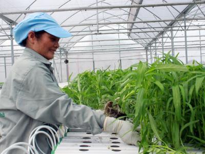 Tập đoàn Quế Lâm: Nông nghiệp bền vững từ sản xuất hữu cơ