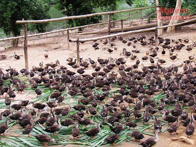 Nuôi vịt trời dưới thác Sao Va cho thu nhập khủng