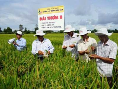 Đài thơm 8 - giống lúa đa chức năng: năng suất cao, kháng sâu bệnh, chịu hạn tốt