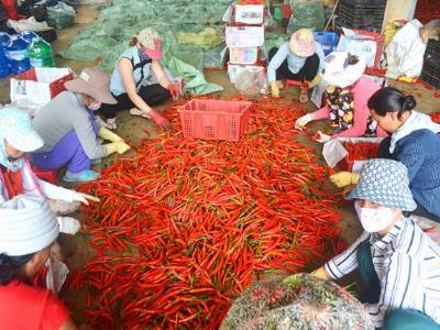 Ớt tăng giá mạnh, người trồng trúng lớn