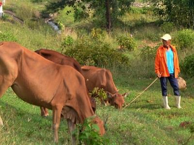 Nuôi bò trên vùng cát trắng, hiệu quả cao