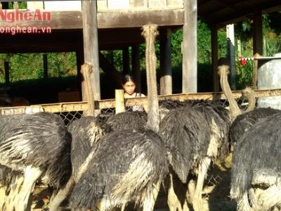 Nuôi đà điểu - hướng đi mới của nông dân huyện Quế Phong