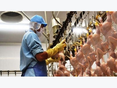EU muốn nhập thịt gà của Việt Nam