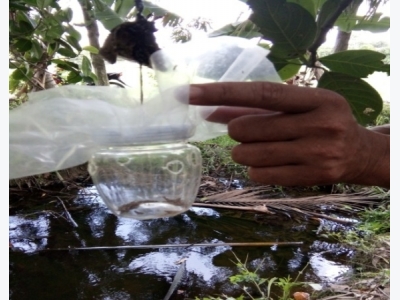 Kỹ thuật nuôi ong ký sinh phòng trừ bọ dừa quy mô nông hộ