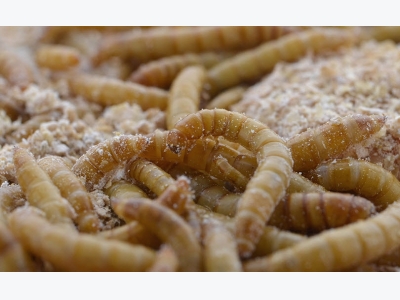 Larvae lunch, anyone? Insect-based feeds soon on aquafeed menu