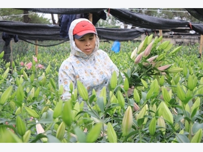 Nhóm giống hoa lily trồng phổ biến