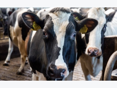 Heat stress in the dairy cow: A refreshing new take