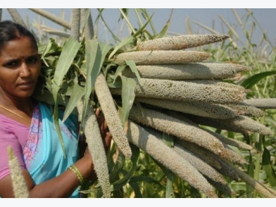 Pearl millet genome shows way for extreme heat-tolerant varieties