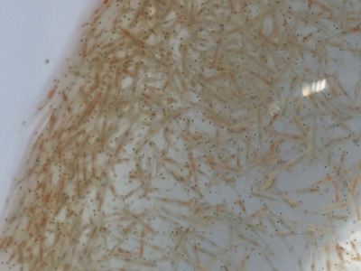 Global brine shrimp supply a potential bottleneck to aquaculture expansion, part 2